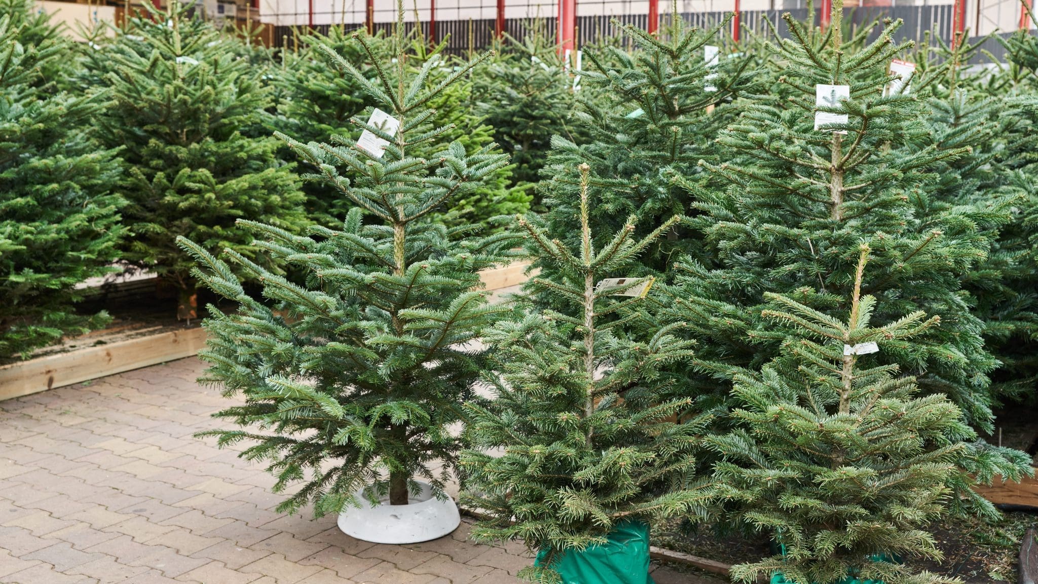 Kerst Rood Intratuin Kerst Bij Intratuin Breda | Ontdek Onze Wondere Wereld!
