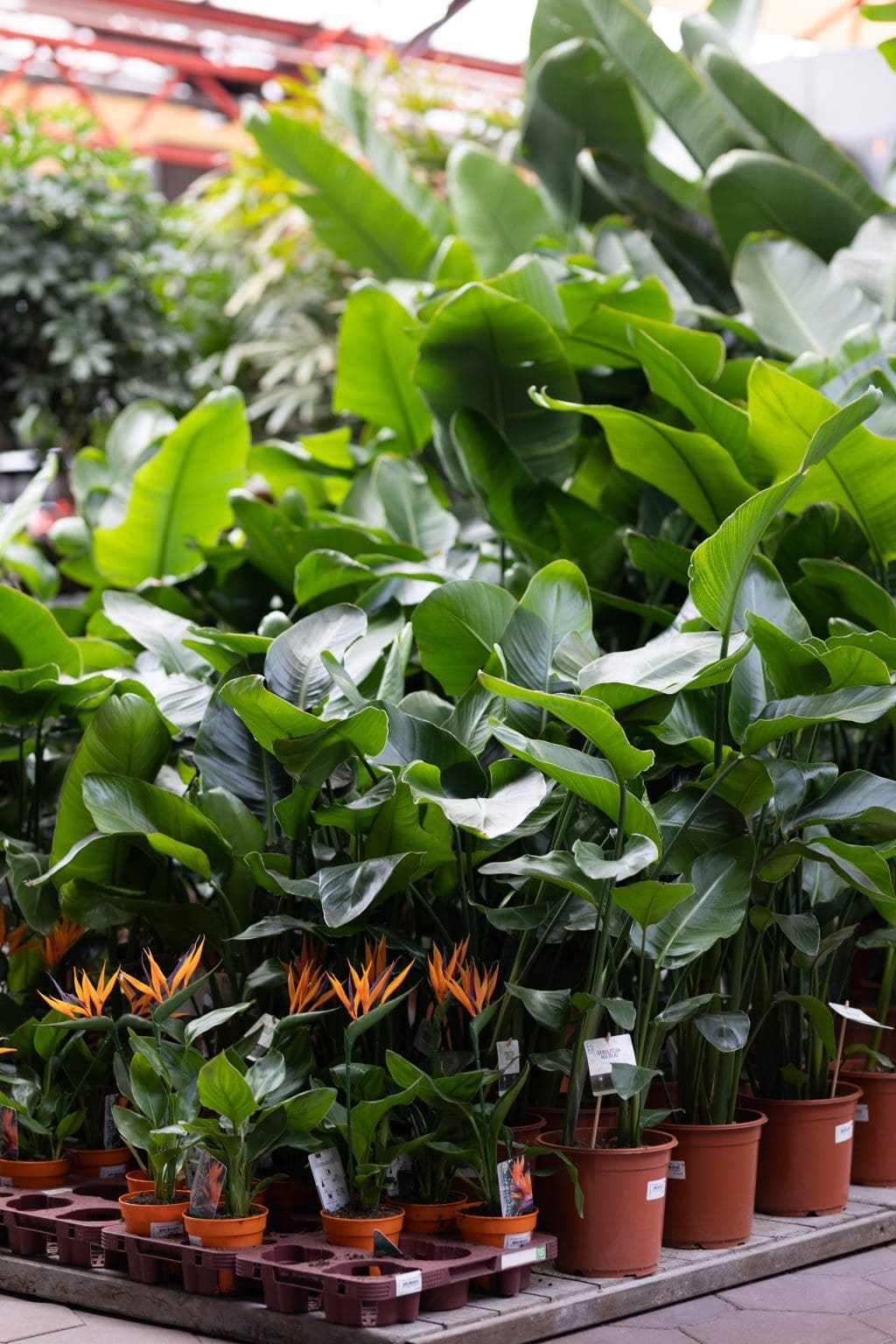 Intratuin Breda Kamerplanten assorti