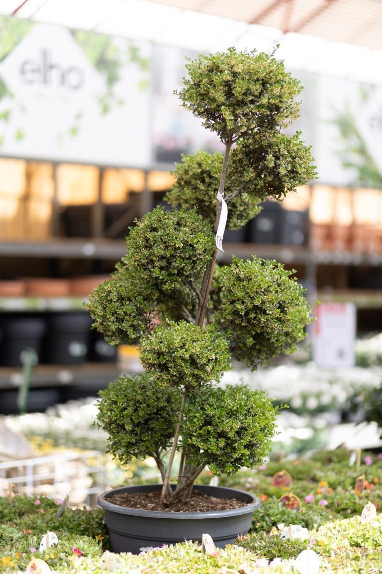Intratuin Breda bomen en heesters