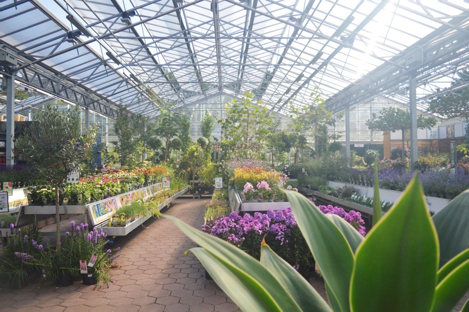 Intratuin Breda buitenplanten afdeling in de kas