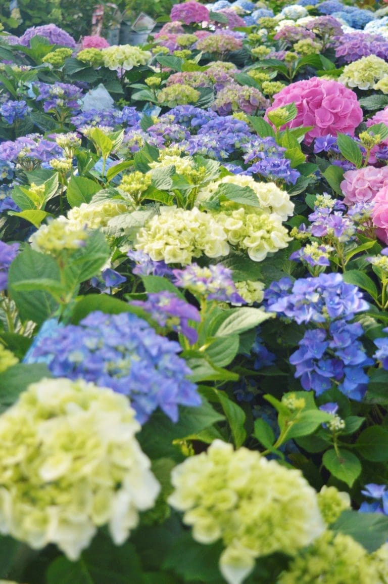 Intratuin Breda buitenplanten hortensias in kleuren geel, roze en paars