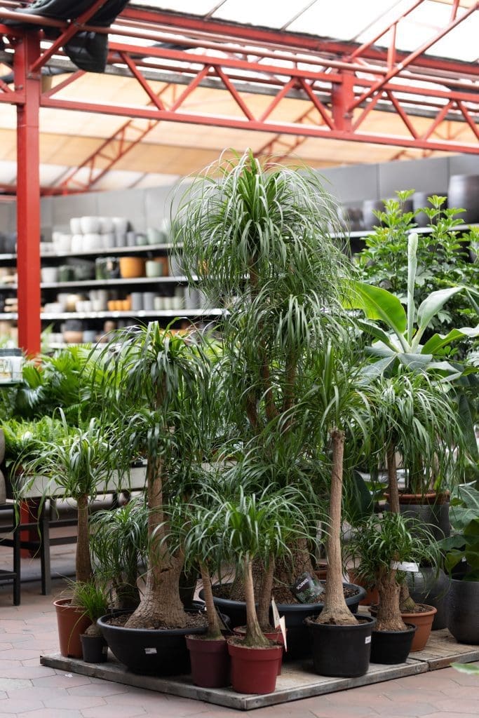 Intratuin Breda kamerplanten plateau